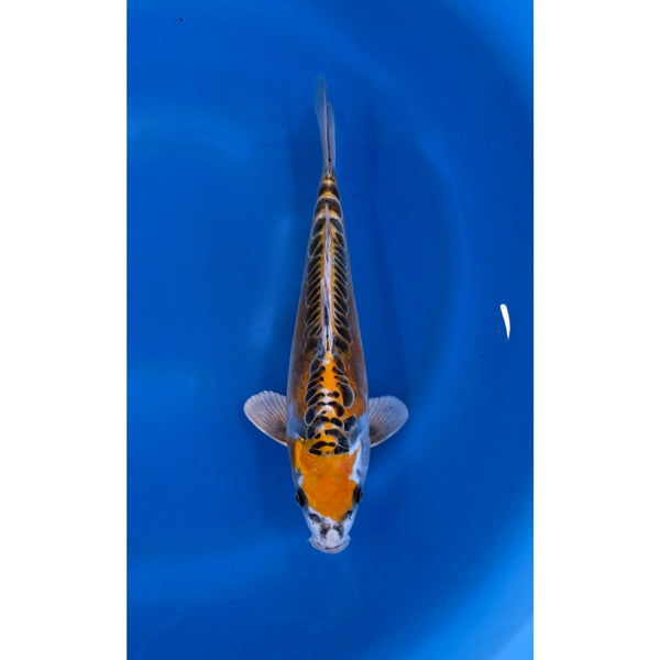 Kikokuryu koi (KOI-7260982) - KOI Center Venlo