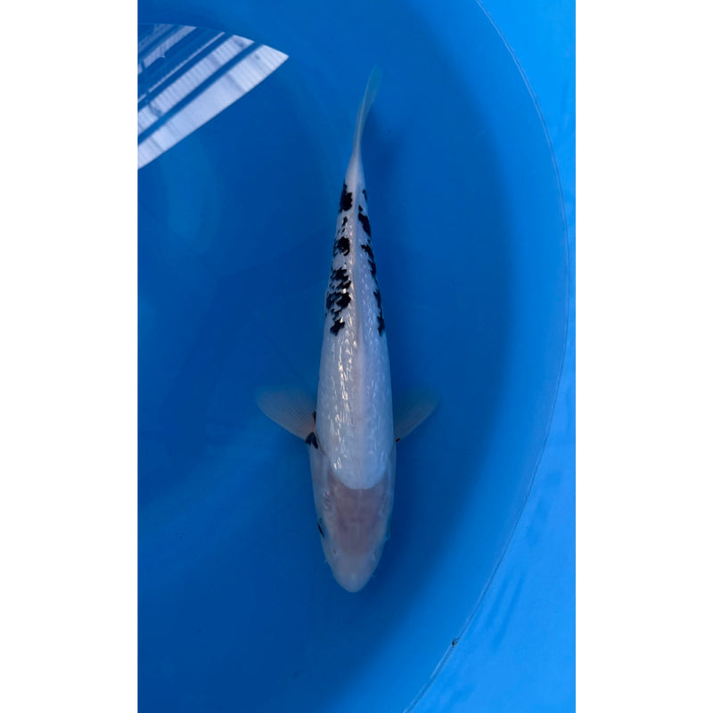 Koi (KOI-7260989) - KOI Center Venlo, Koi bij Vijvercentrum