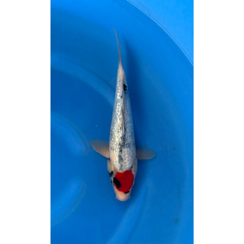 Koi (KOI-7260998) - KOI Center Venlo, Koi bij Vijvercentrum