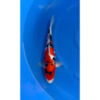 Doitsu Sanke (38-40cm)