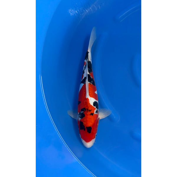 Doitsu Sanke koi (KOI-7261036) - KOI Center Venlo