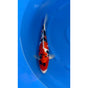 Doitsu Sanke (38-40cm)