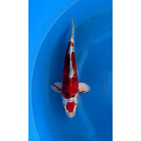 Koi (KOI-7261043) - KOI Center Venlo
