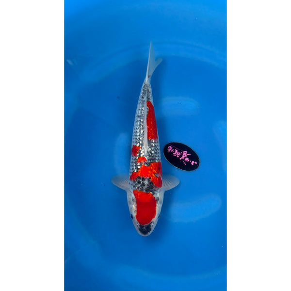 Koi (KOI-7261071) - KOI Center Venlo