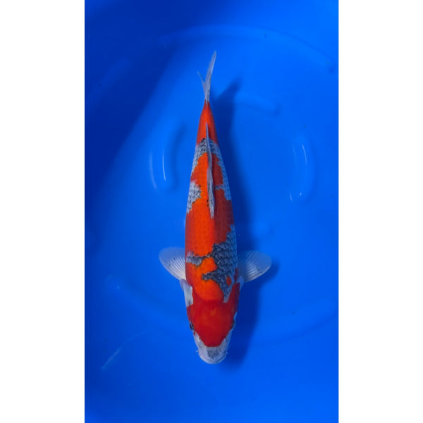 Goshiki koi (KOI-7261107) - KOI Center Venlo