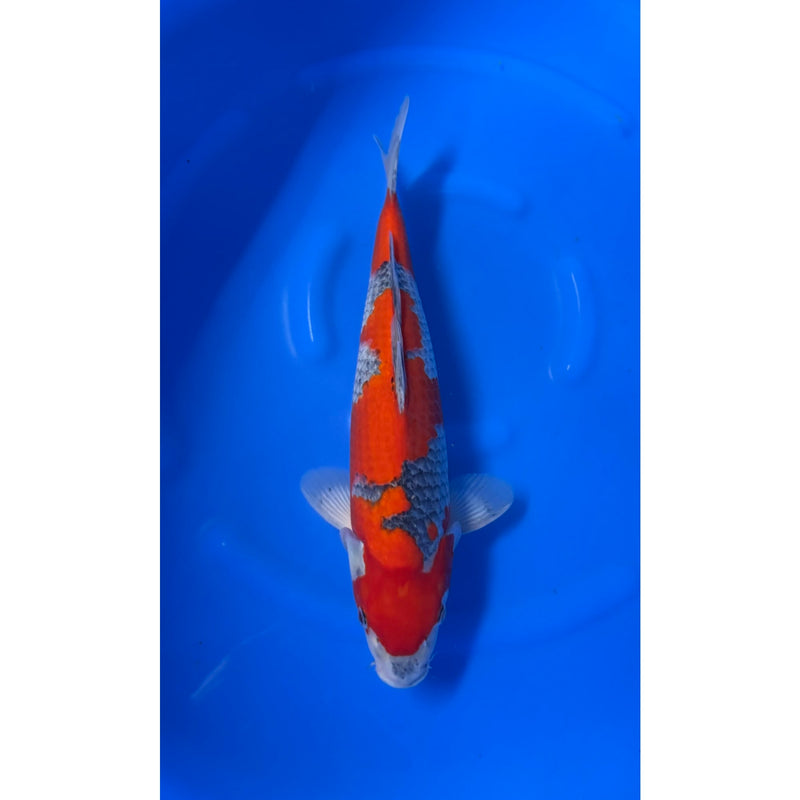 Goshiki koi (KOI-7261107) - KOI Center Venlo, Koi bij Vijvercentrum