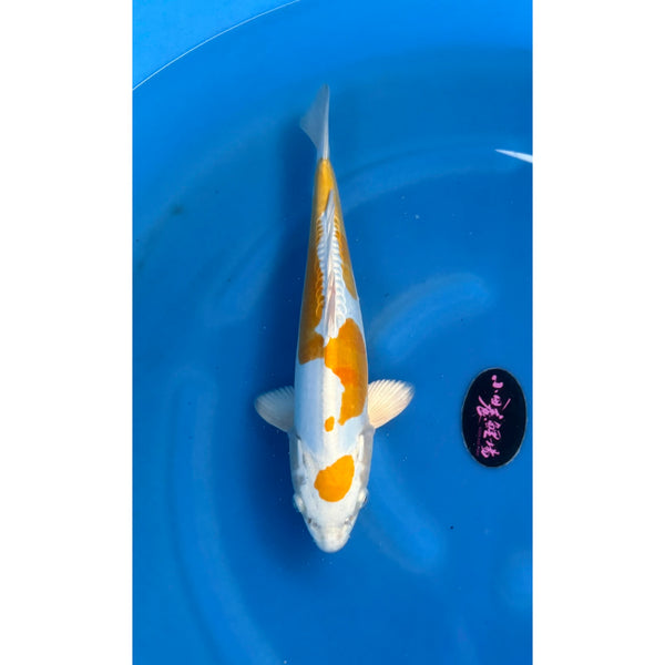 Koi (KOI-7261114) - KOI Center Venlo