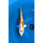 Doitsu Hariwake (37-40cm)
