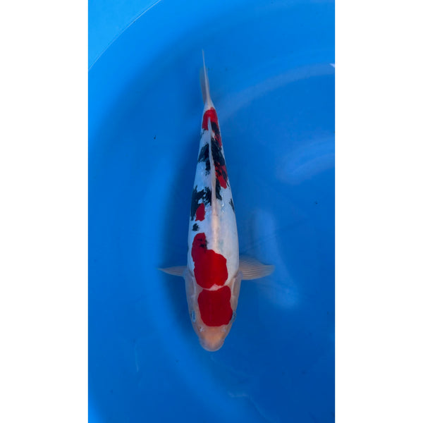 Doitsu Sanke koi (KOI-7261118) - KOI Center Venlo
