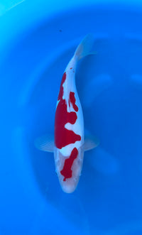 Doitsu Kohaku (33-36cm)