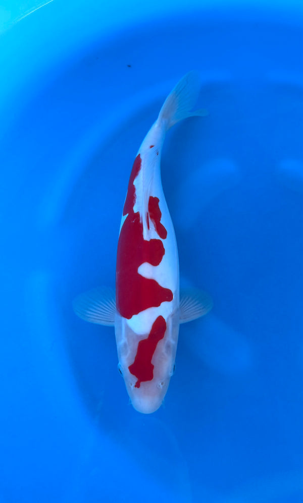 Kase - Nisai - Doitsu Kohaku - KOI-7261120