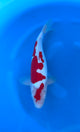 Doitsu Kohaku (33-36cm)