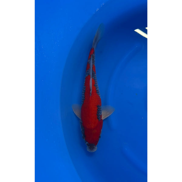 Koi (KOI-7261136) - KOI Center Venlo