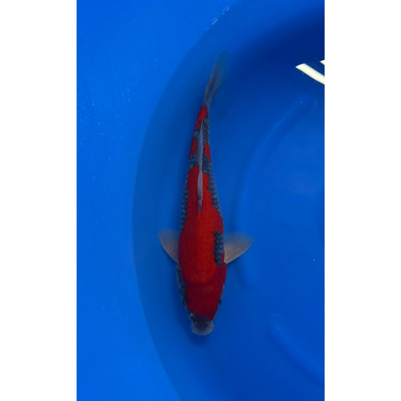 Koi (KOI-7261136) - KOI Center Venlo, Koi bij Vijvercentrum