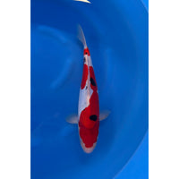 Doitsu Sanke (37-40cm)