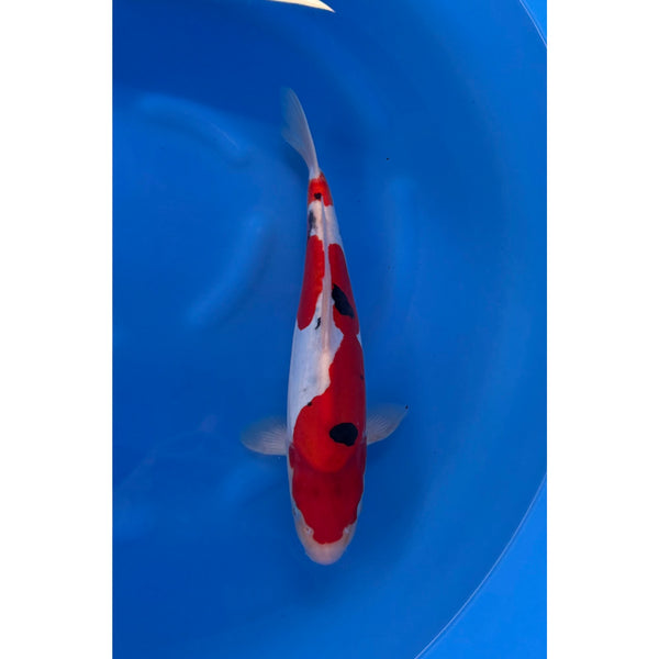 Doitsu Sanke koi (KOI-7261142) - KOI Center Venlo