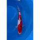 Doitsu Sanke (37-40cm)