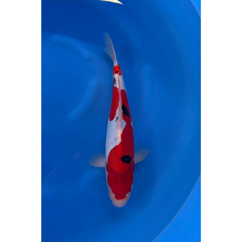 Doitsu Sanke koi (KOI-7261142) - KOI Center Venlo, Koi bij Vijvercentrum