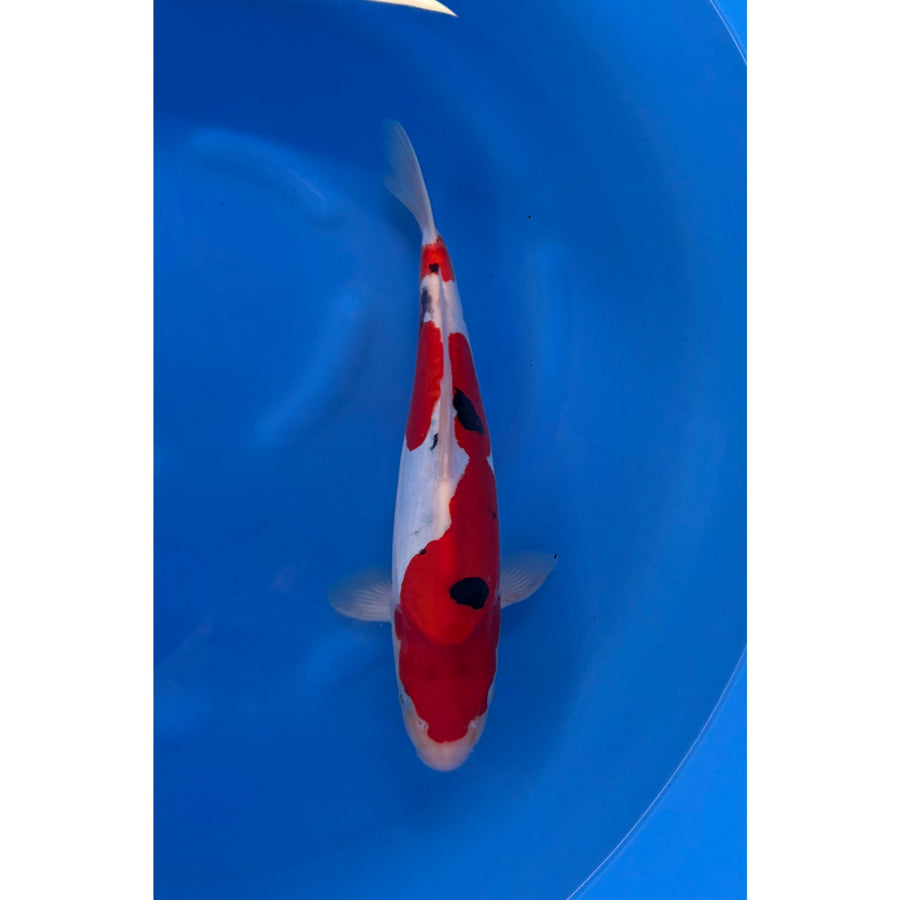 Doitsu Sanke koi (KOI-7261142) - KOI Center Venlo