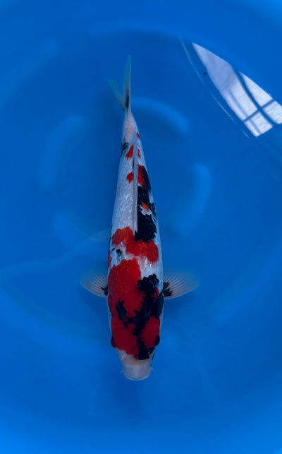 Ginrin Showa (33-36cm)