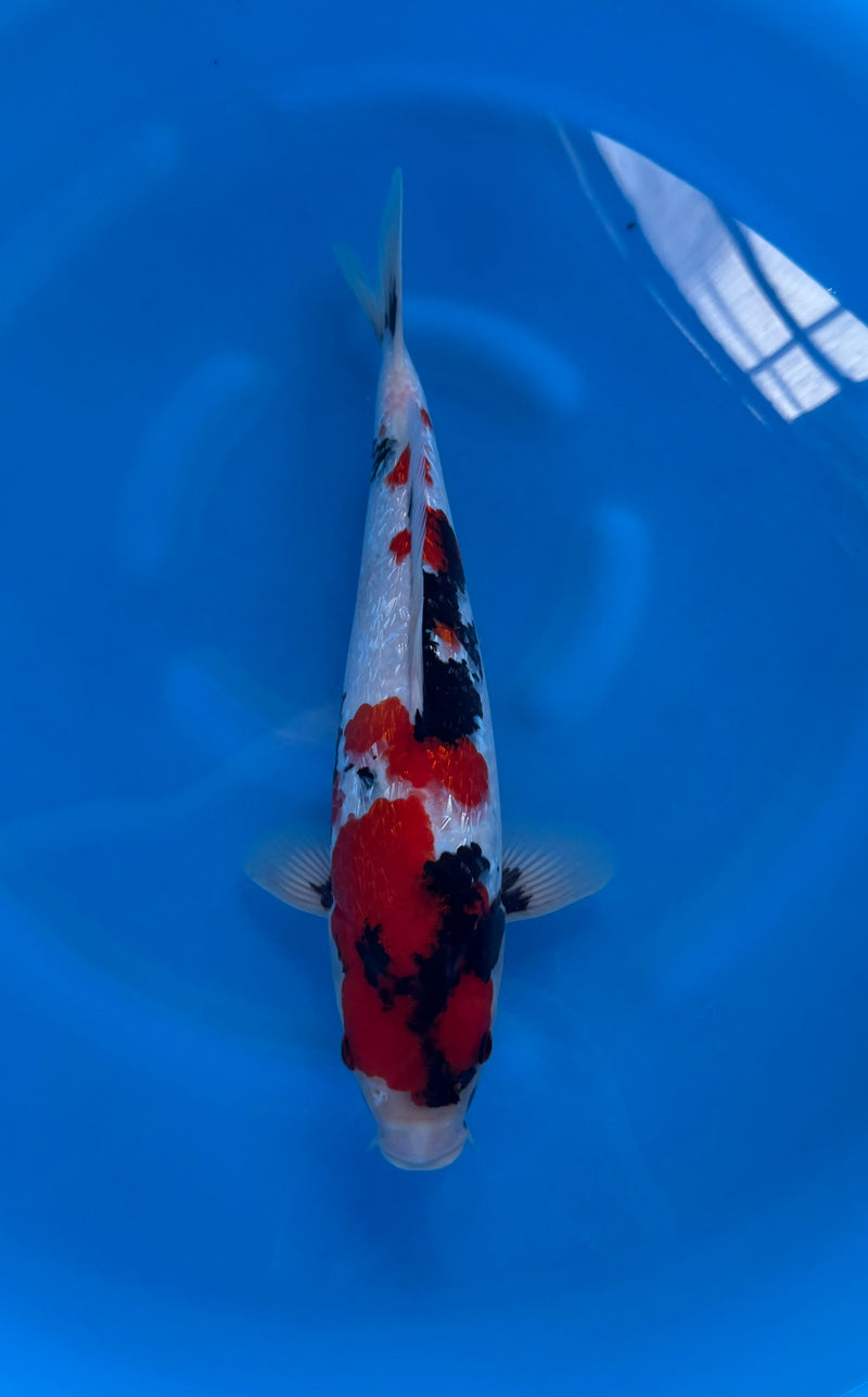 Kase - Nisai - Ginrin Showa - KOI-7261207, Koi bij Vijvercentrum