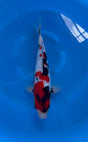 Ginrin Showa (33-36cm)