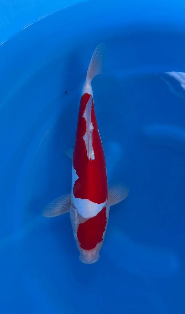 Kase - Nisai - Doitsu Kohaku - KOI-7261230
