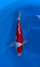 Doitsu Kohaku (33-36cm)