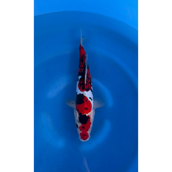 Doitsu Showa koi (KOI-7261252) - KOI Center Venlo