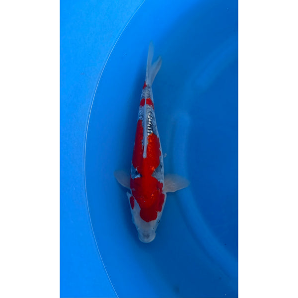 Koi (KOI-7261273) - KOI Center Venlo