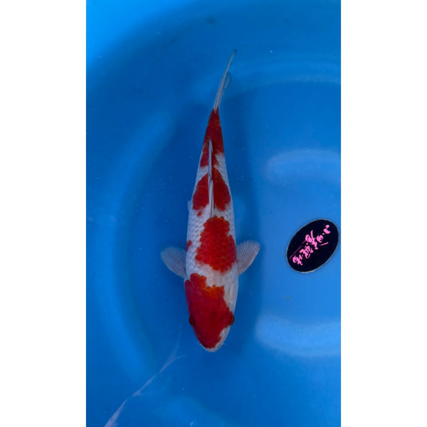 Kohaku koi (KOI-7261278) - KOI Center Venlo