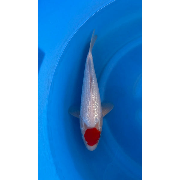 Ginrin Tancho koi (KOI-7261296) - KOI Center Venlo
