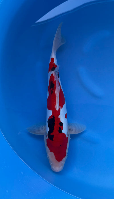 Doitsu Sanke (33-36cm)