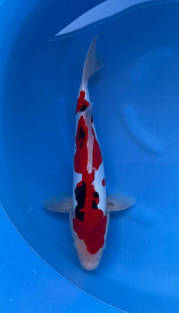 Kase - Nisai - Doitsu Sanke - KOI-7261307