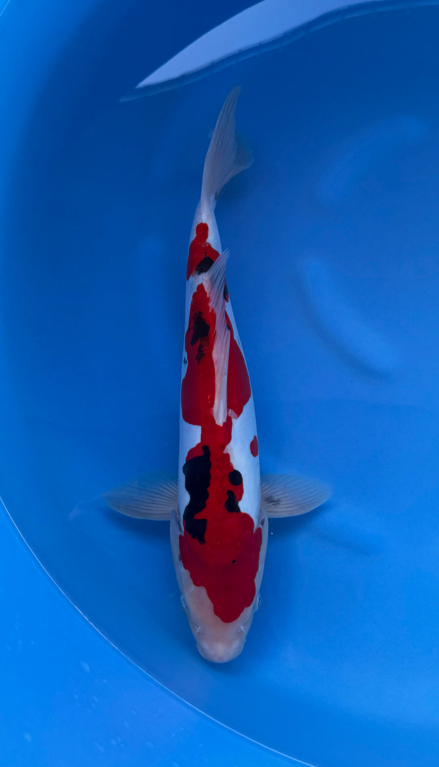 Doitsu Sanke (33-36cm)