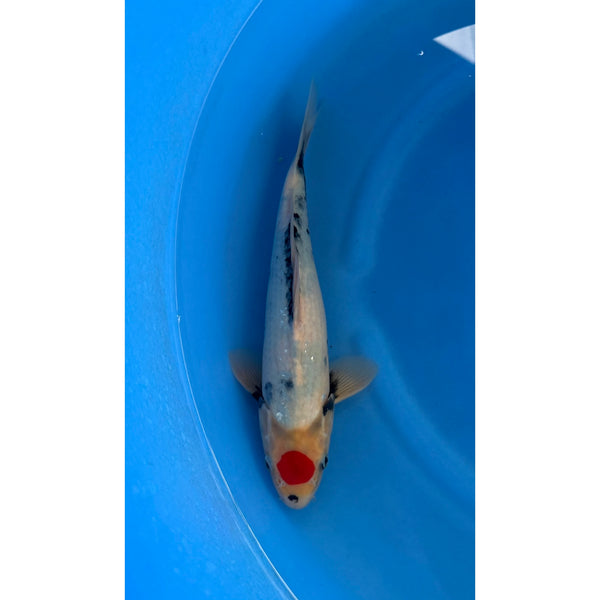 Tancho Showa koi (KOI-7261323) - KOI Center Venlo