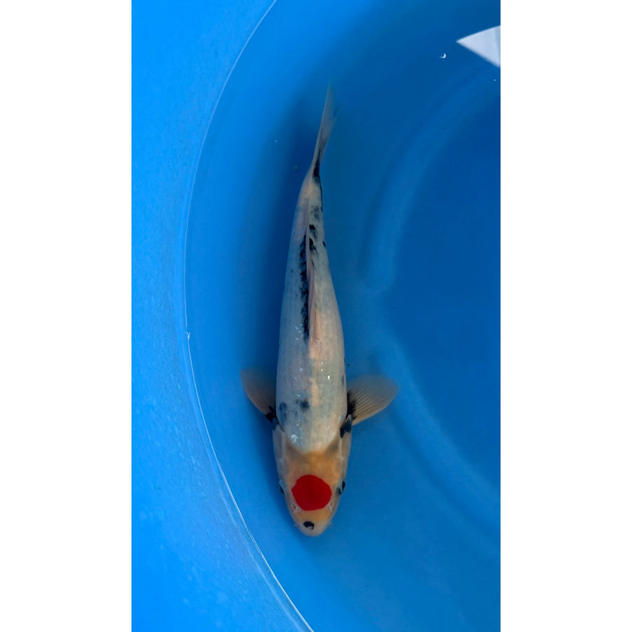 Tancho Showa koi (KOI-7261323) - KOI Center Venlo