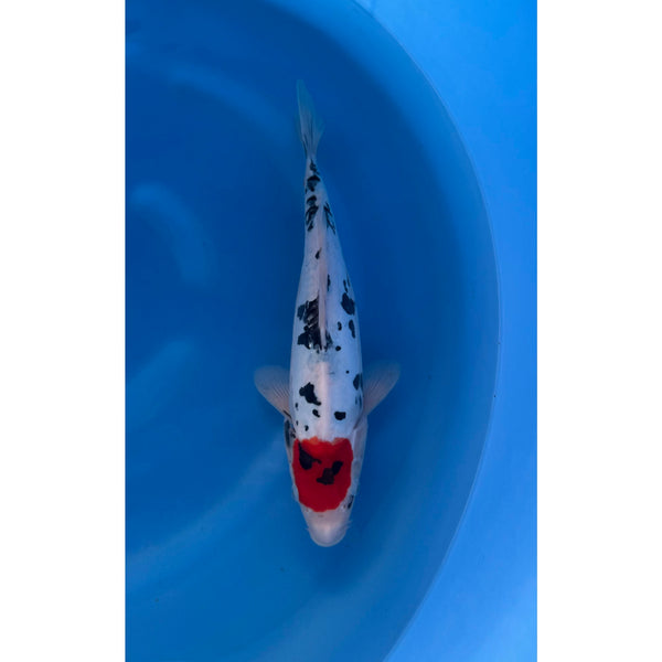Doitsu Sanke koi (KOI-7261337) - KOI Center Venlo