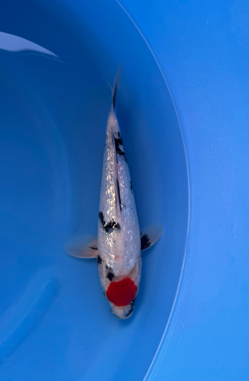 Kase - Nisai - Ginrin Tancho Showa - KOI-7261341, Koi bij Vijvercentrum