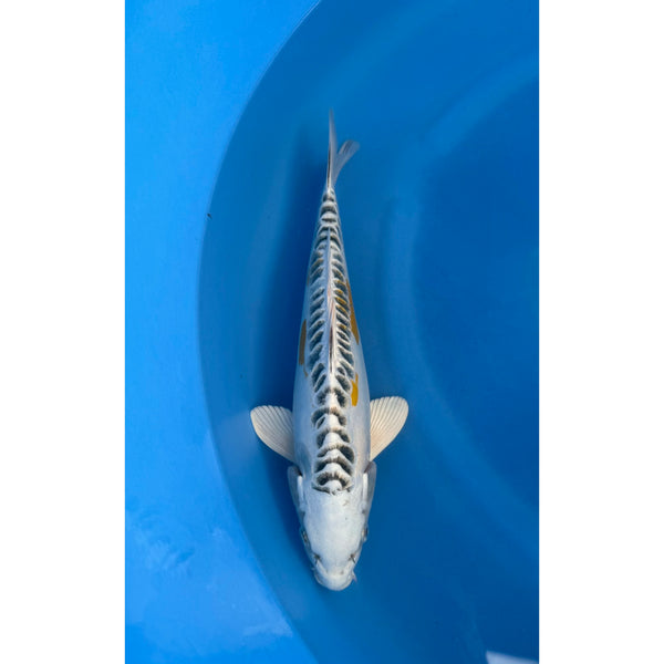 Koi (KOI-7261363) - KOI Center Venlo