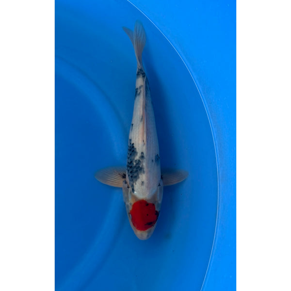 Koi (KOI-7261372) - KOI Center Venlo