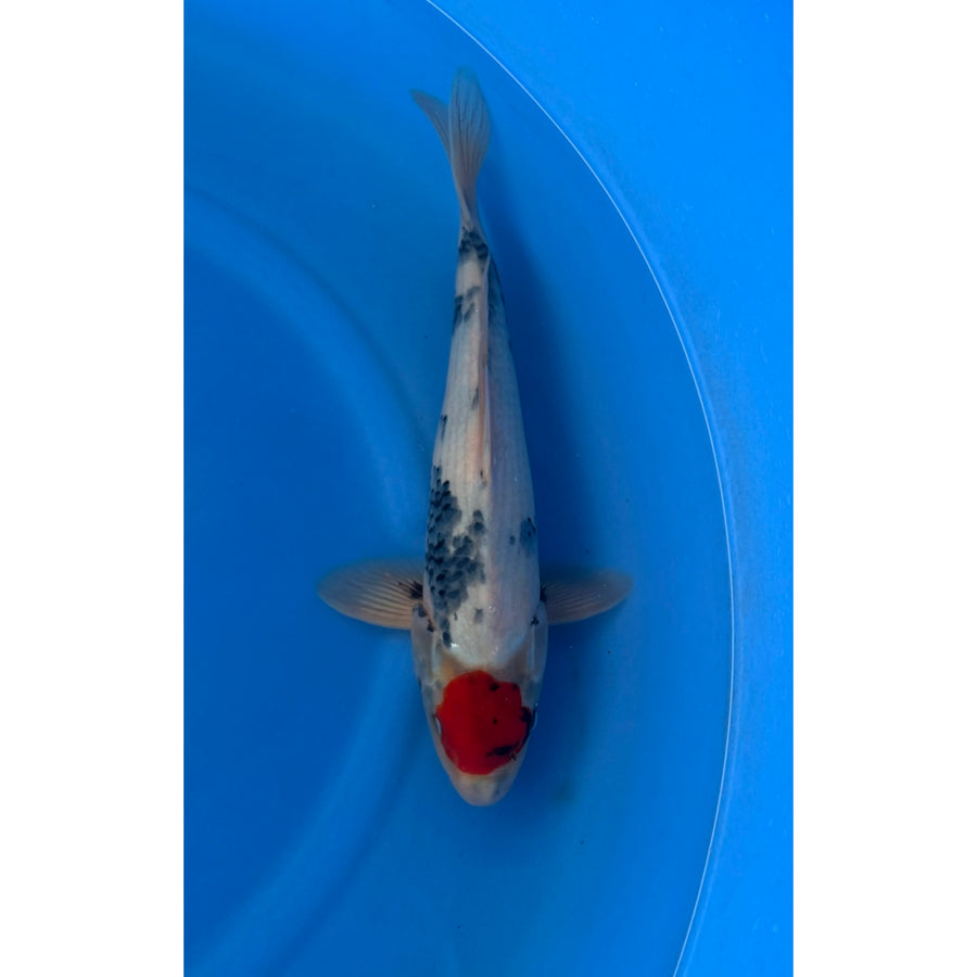 Tancho Showa (35-38cm)