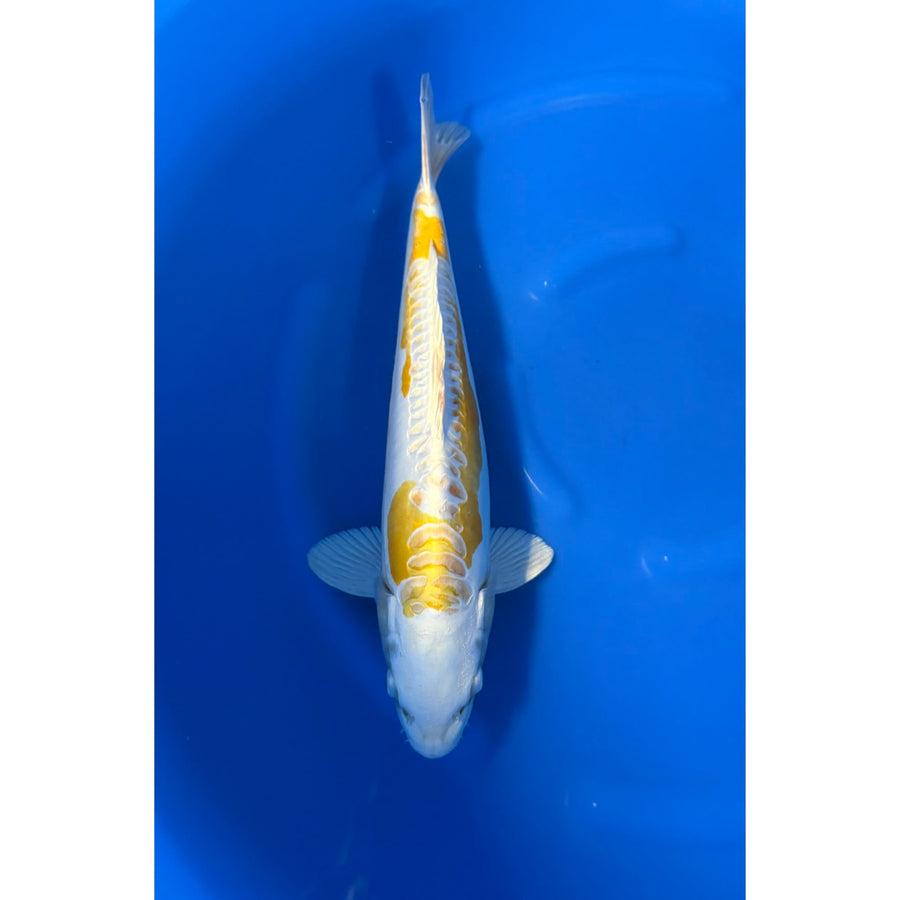 Doitsu Hariwake (38-40cm)