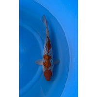 Pearl Ginrin Ochiba (37-40cm)