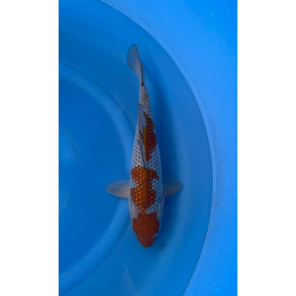 Ginrin Pearl Ochiba koi (KOI-7261375) - KOI Center Venlo