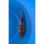 Pearl Ginrin Ochiba (37-40cm)