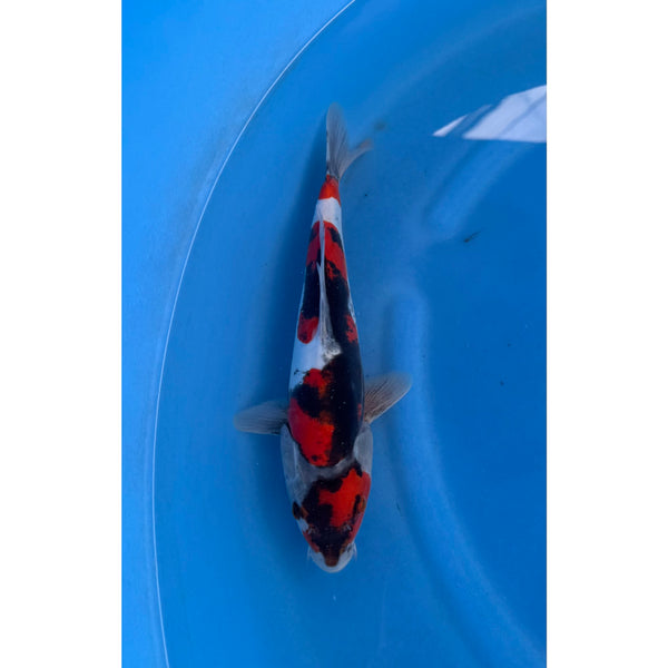 Doitsu Showa koi (KOI-7261408) - KOI Center Venlo