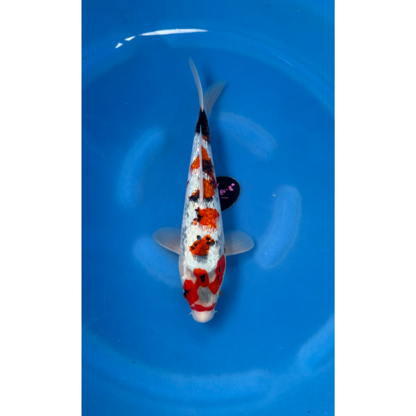 Ginrin Showa koi (KOI-7261424) - KOI Center Venlo