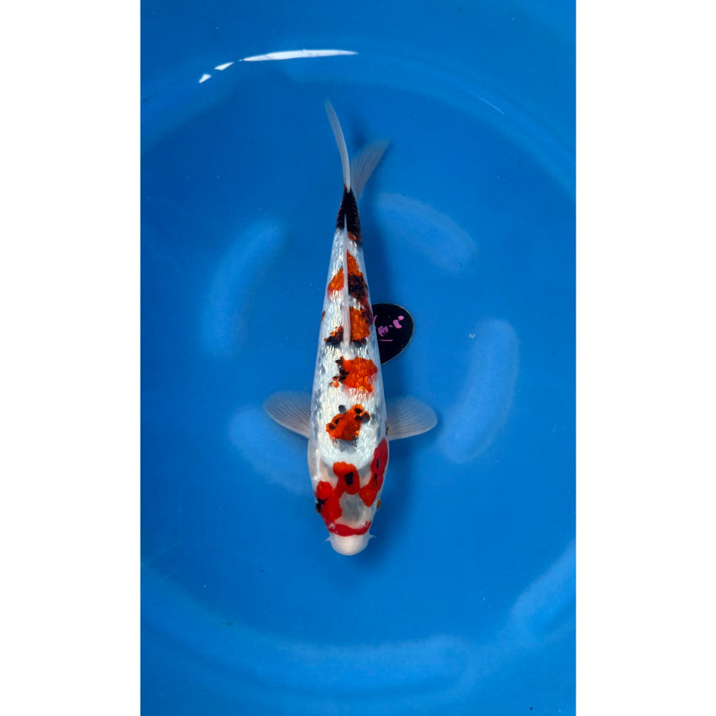Ginrin Showa koi (KOI-7261424) - KOI Center Venlo, Koi bij Vijvercentrum