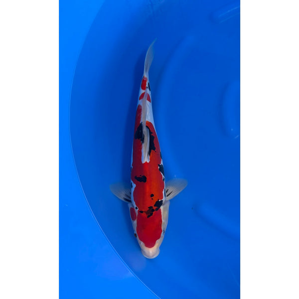 Doitsu Sanke koi (KOI-7261446) - KOI Center Venlo